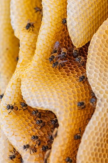 Close-up of bee on yellow leaf