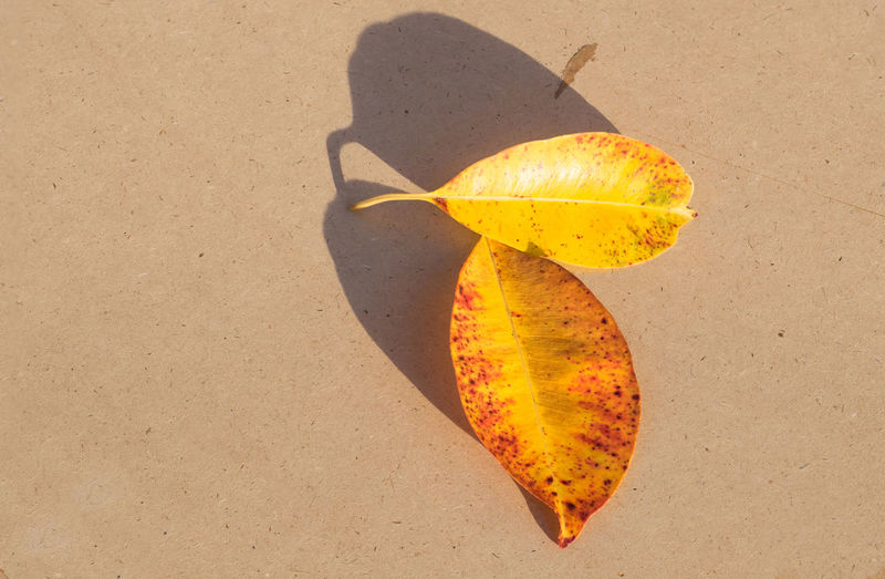 High angle view of yellow leaf on sand