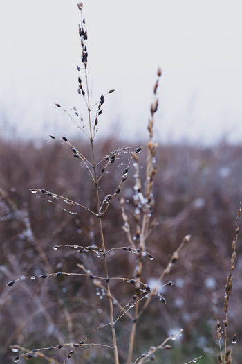 Close-up of wilted plant on snow covered field