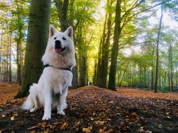 White dog in a forest