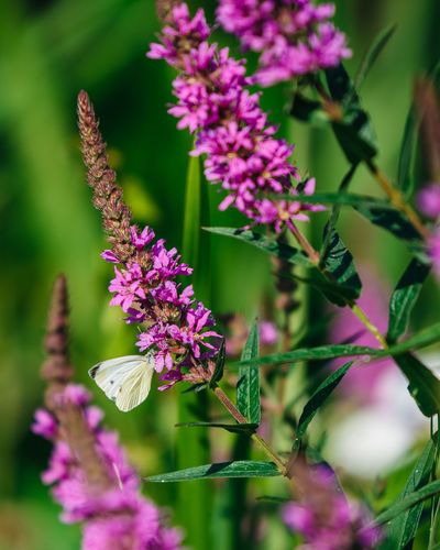 Close-up of butterfly pollinating on pink flowering plant