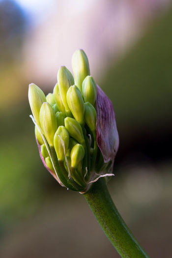 Close-up of green buds on plant