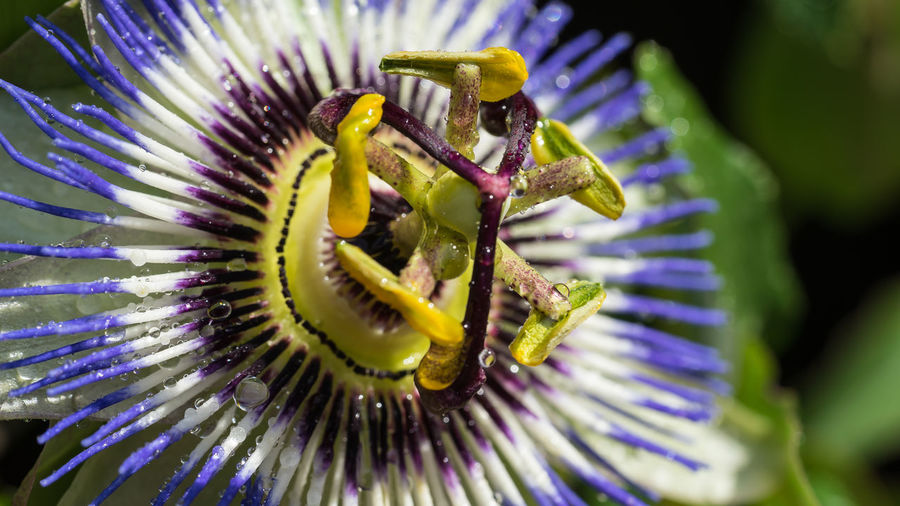 Close-up of passion flower
