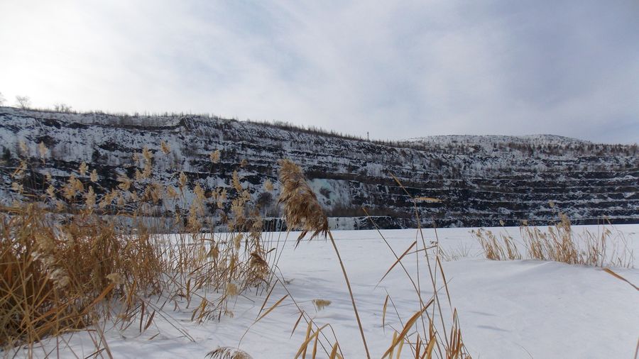 Reed on the snow of zavitinsky quarry in transbaikalia.