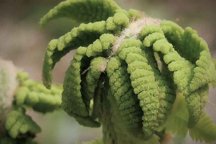 Curled green fern