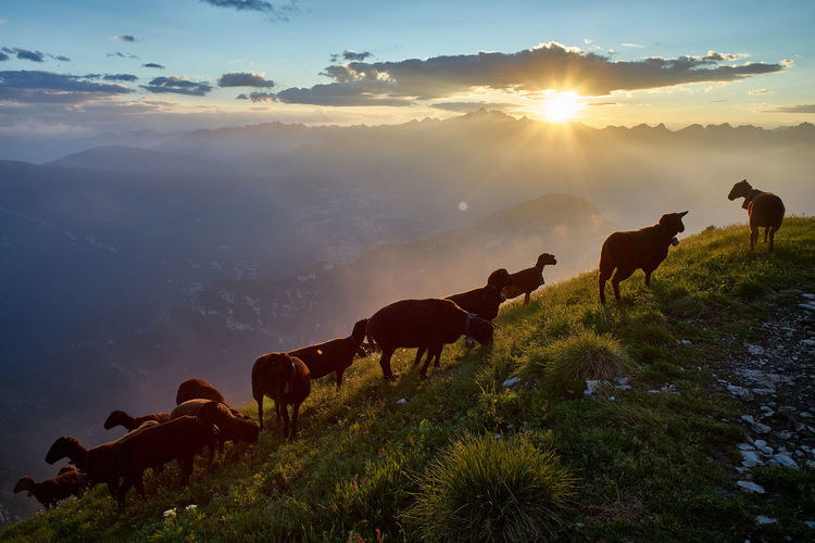 Sheep grazing on mountain