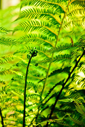 Close-up of palm tree leaves