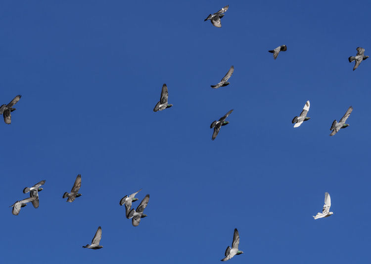 Low angle view of seagulls flying against clear blue sky