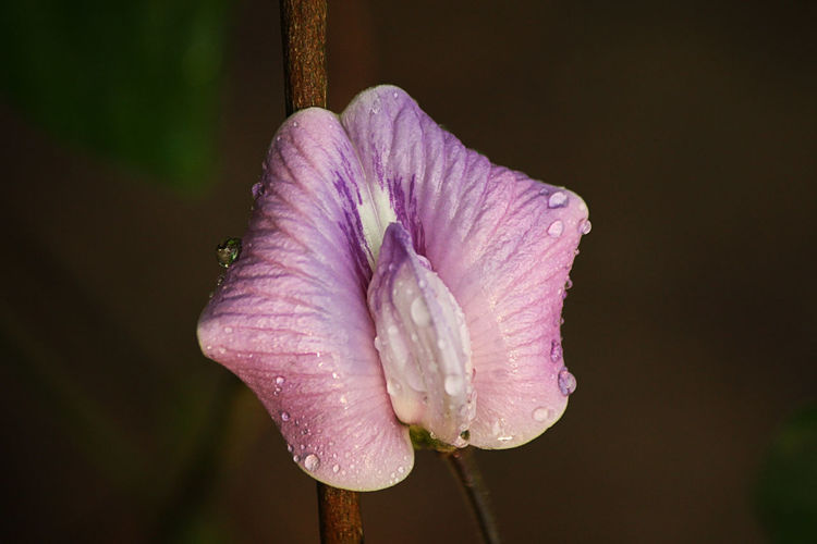 Close-up of wet purple flower