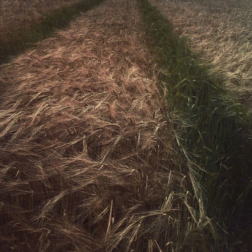 High angle view of wheat field