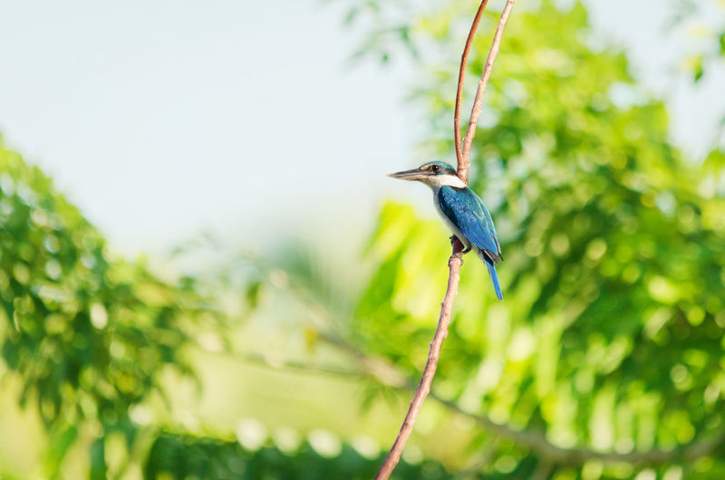 Bird perching on a plant