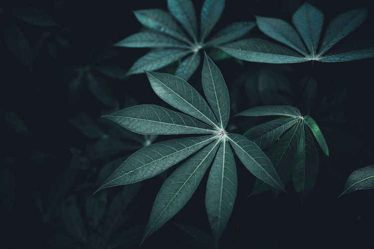 High angle view of plant leaves at night