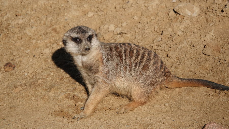 Close-up of meerkat