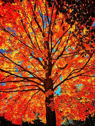 Low angle view of autumn trees