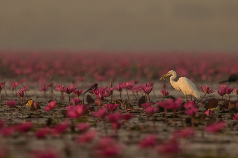 Great egret perching amidst pink lotus water lilies in lake