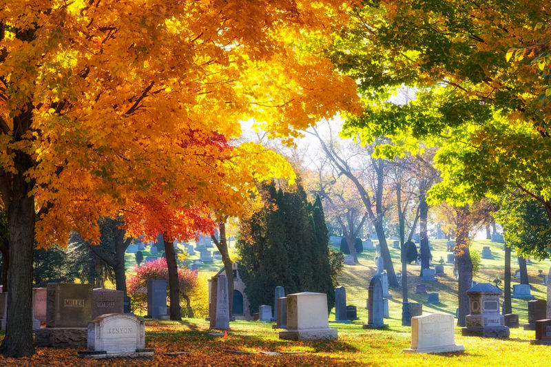 Trees in cemetery during autumn