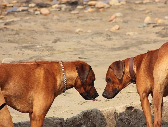 View of two dogs on the beach 