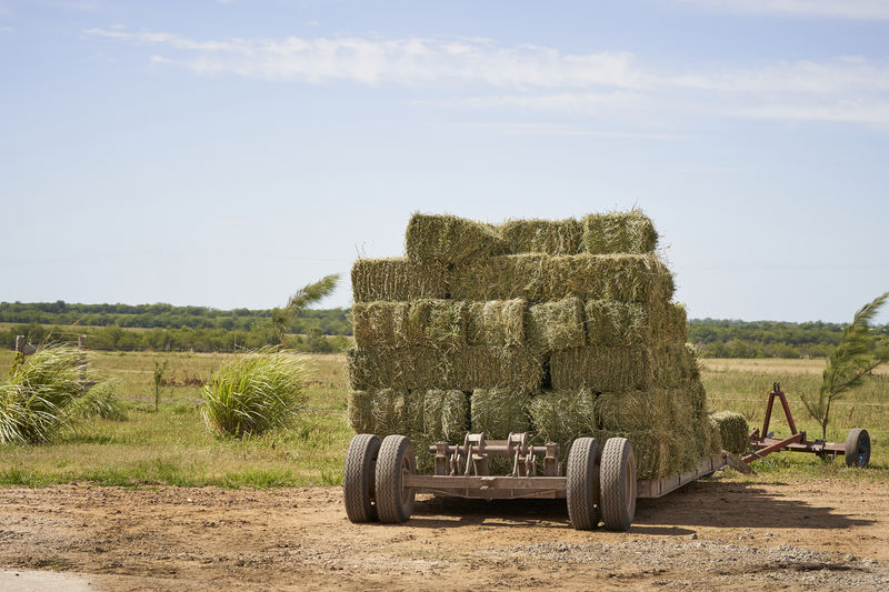 Small square alfalfa hay bales in field