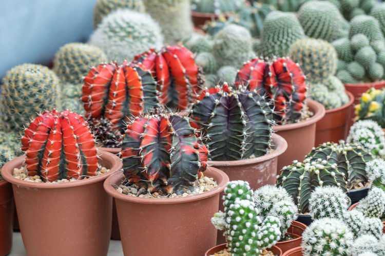 Close-up of succulent plants in market