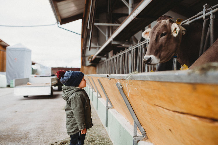 Young boy looking at cow eat in farm in winter