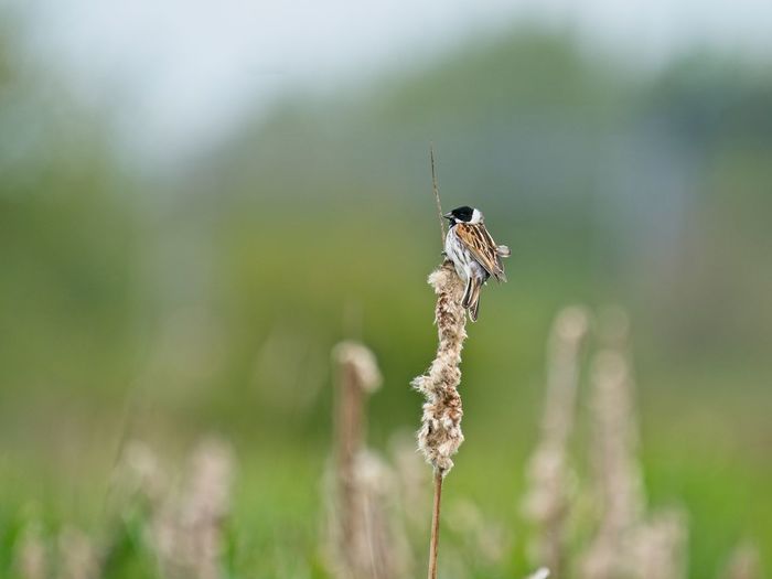 Photo of reed bunting on bulrushes 