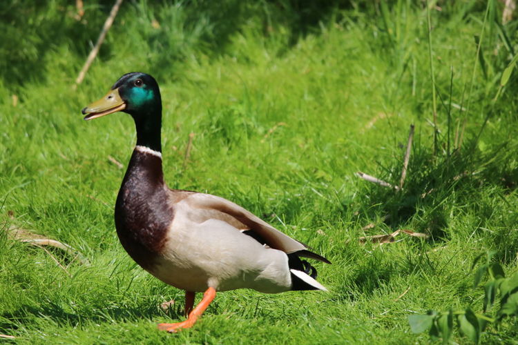 Close-up of duck on field