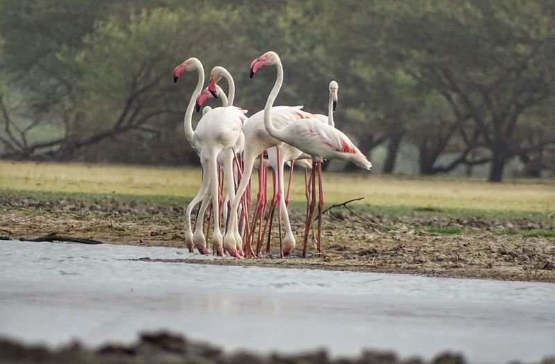 Flamingoes perching on lakeshore