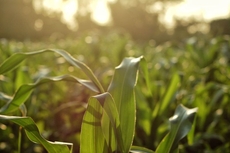 Close-up of green plant