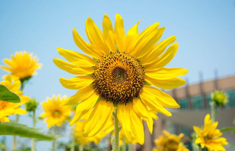 Close-up of yellow sunflower