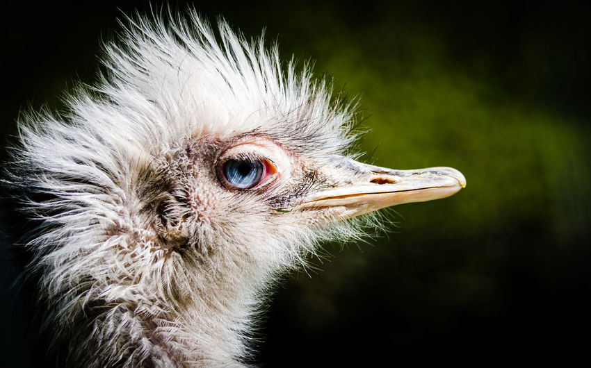 Close-up of young ostrich