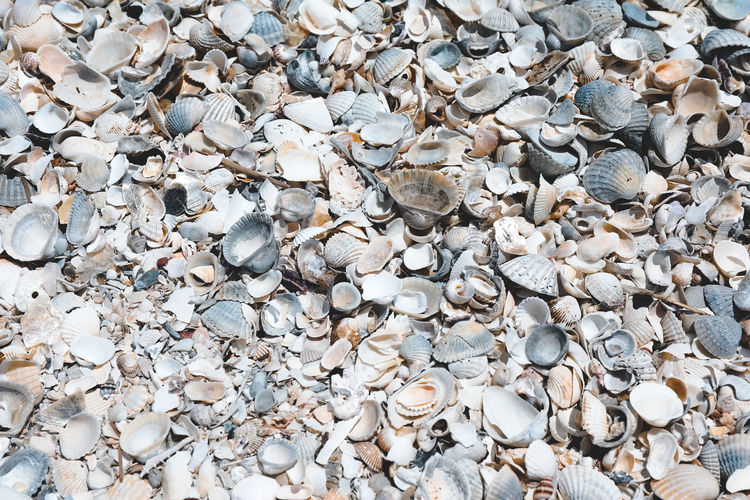 Sea shell on a sea shore