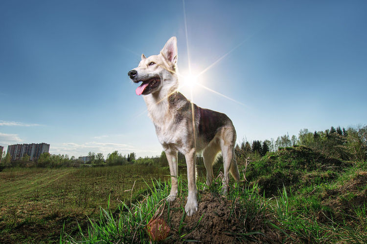 From below wary brown and black dappled shepherd dog with mouth open looking away  