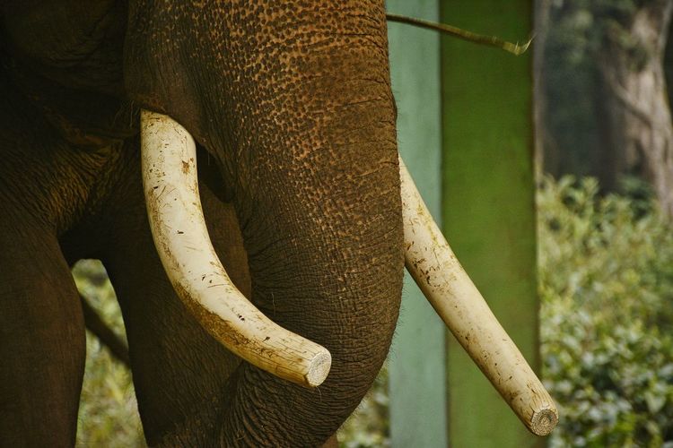 Close-up of animal in zoo