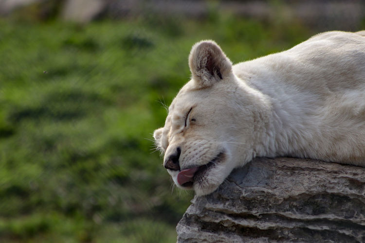Close-up of lioness sleeping on rock