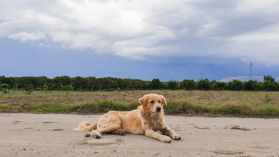 Portrait of dog relaxing on field against sky