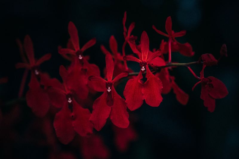 Close-up of red flowers blooming at night