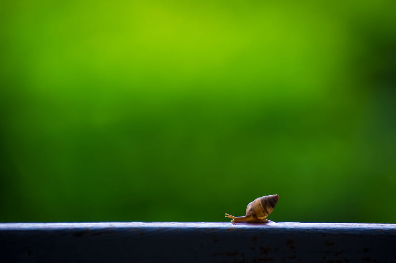 Close-up of coffee snail perching
