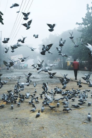 Flock of seagulls flying against sky