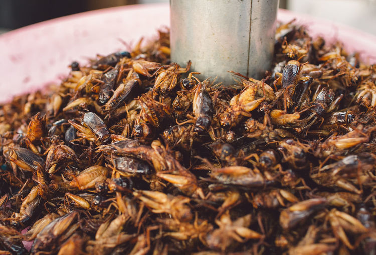 Heap of crickets for sale at market