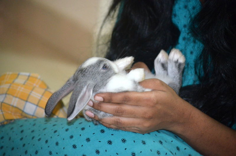 Midsection of woman with rabbit