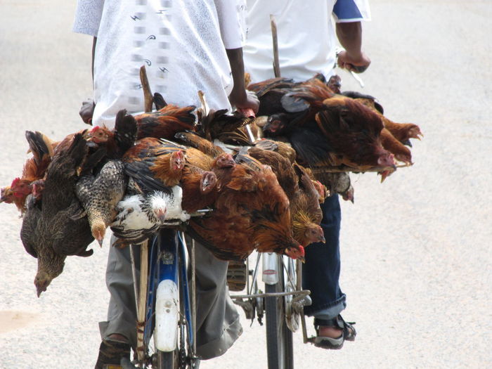 Transport of livestock on a bike