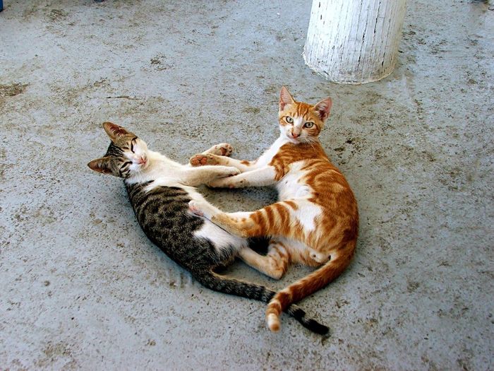 High angle view of cats lying on concrete floor