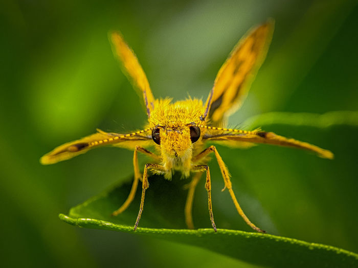 Tiny skipper