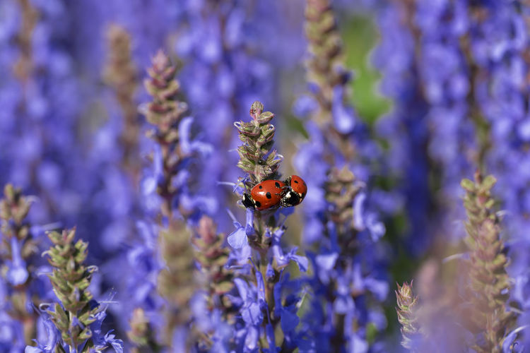 Close-up of bee pollinating on lavender