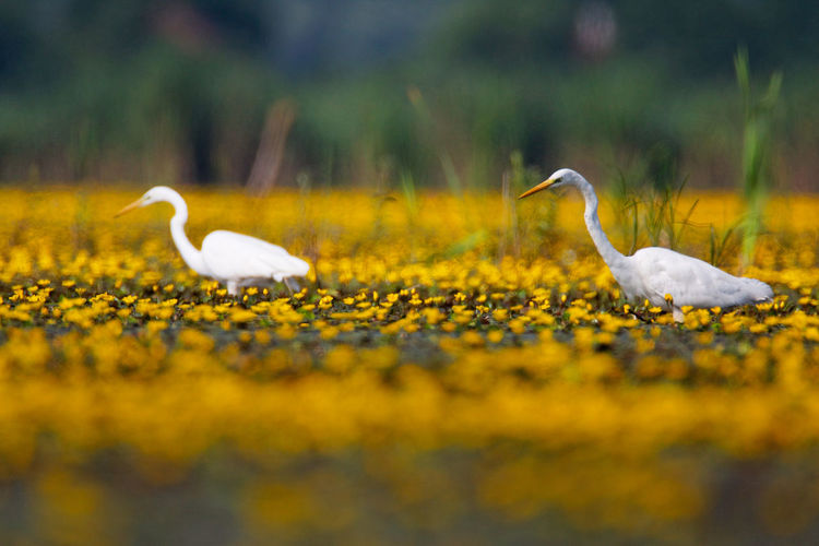 The great egret from crna mlaka in a shallow wetland