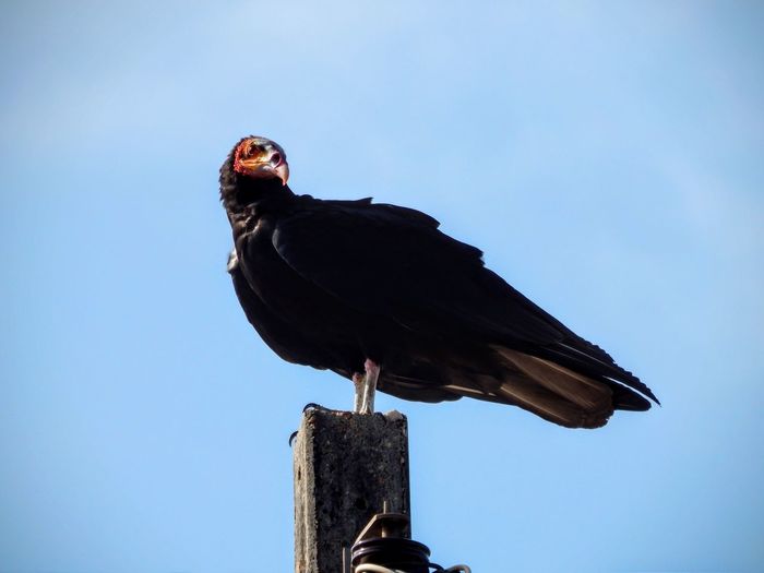 Low angle view of vulture against clear sky