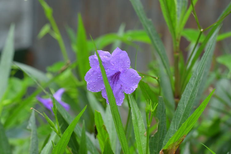 Close-up of wet purple flowering plant on field