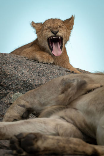 Lion cub yawns on rock by father