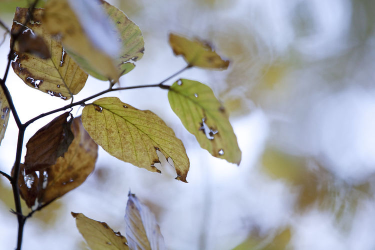 Close-up of leaves on tree during autumn