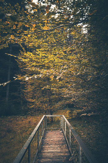 Empty footbridge in forest during autumn